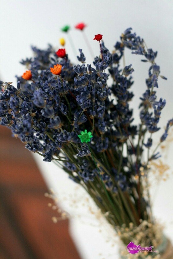 mua hoa lavender khô TP. HCM