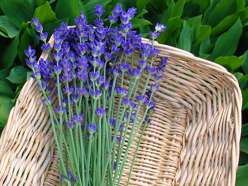 mua hoa lavender khô TP. HCM