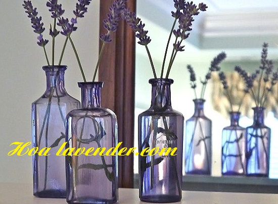 hoa lavender tại tphcm
