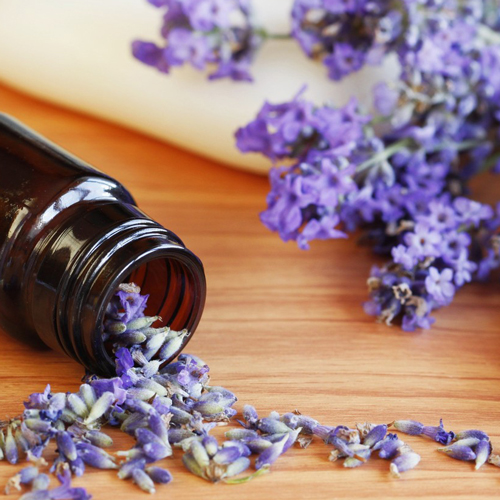 10 lí do để bạn phải yêu mến hoa lavender