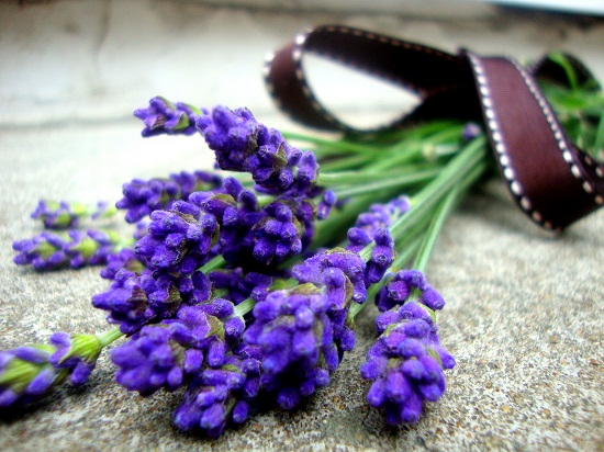 Ban-si-hoa-lavender 1