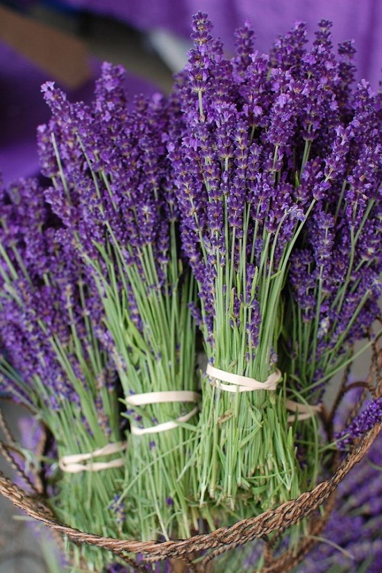 bán hoa lavender tphcm