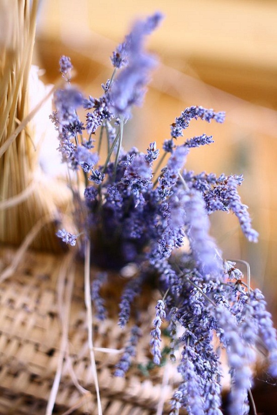 bán hoa Lavender Tphcm
