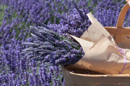 Báo giá bán sỉ hoa Lavender