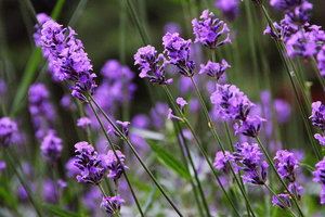 Hoa lavender khô mùa Giáng sinh: Chọn quà mải mê, giá cả rẻ ghê!