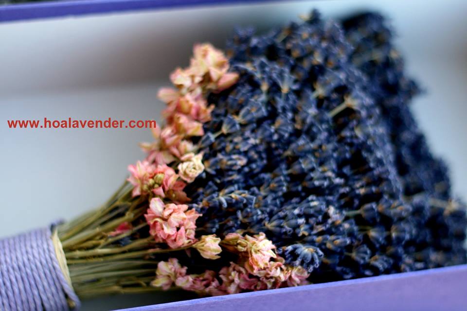Nhộn nhịp đặt hoa lavender khô cho ngày Nhà giáo Việt Nam 2015