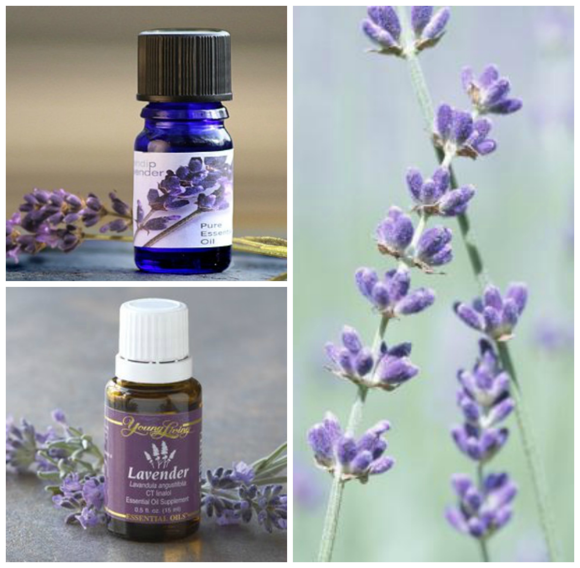 Sử dụng tinh dầu hoa lavender cho trẻ sơ sinh
