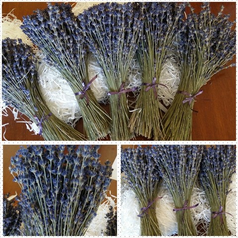 bán sỉ hoa lavender tphcm