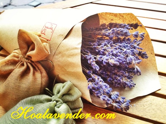 bán sỉ hoa Lavender