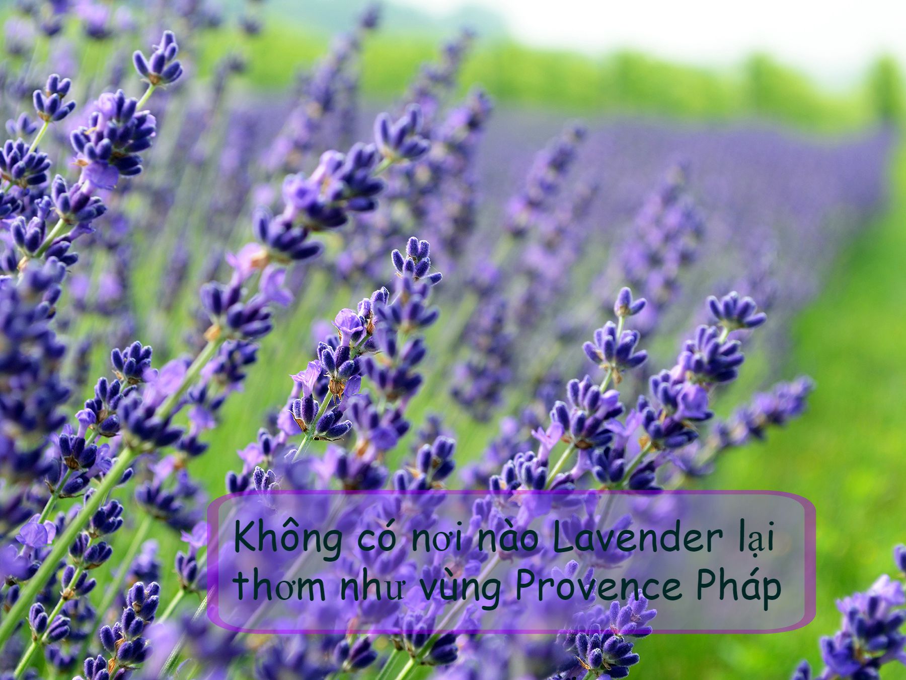 Đi tìm nơi bán sỉ hoa Lavender Pháp đáng tin cậy ở TP.HCM
