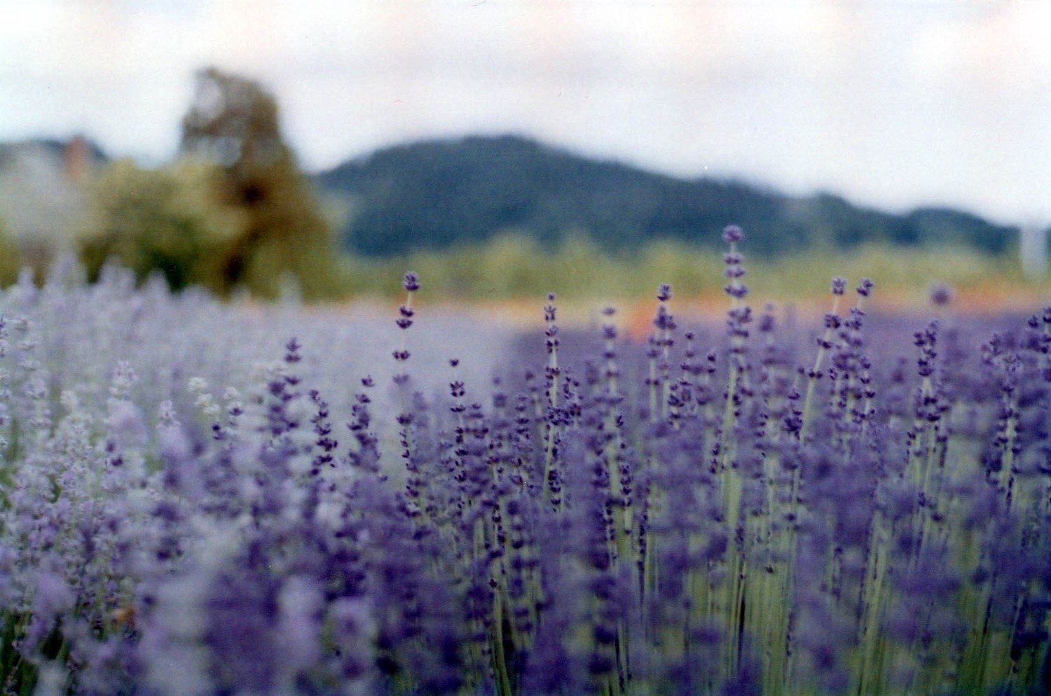hoa Lavender khô