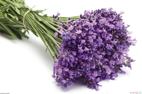 ban-si-hoa-lavender 3