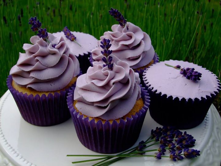 nụ hoa lavender