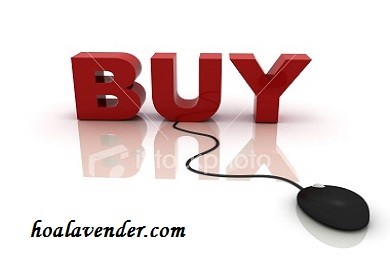 Có nên mua hoa lavender khô TP.HCM online?