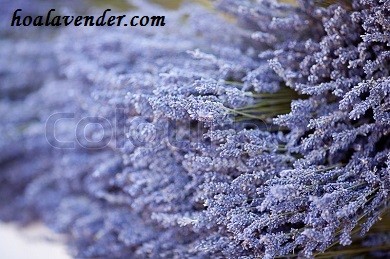 Phải làm sao để hoa lavender khô thơm mãi