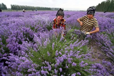 Câu chuyện kinh doanh hoa Lavender thành công của cặp vợ chồng già ở Mỹ