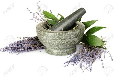 Hoa Lavender dẫn đầu top 10 loại hoa chữa bệnh tuyệt vời