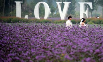 Mua hoa oải hương khô - tặng bưu thiếp lavender