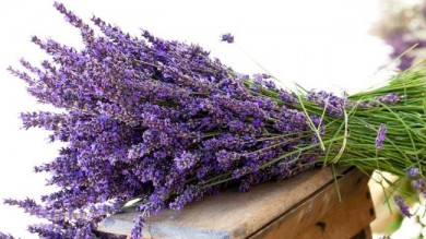 Hoa lavender – Những câu chuyện bây giờ mới biết – Phần 2