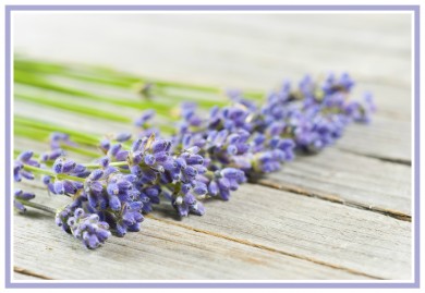 Mua hoa lavender khô ở đâu vừa rẻ vừa đẹp?