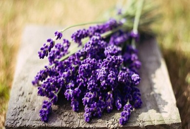 Hoa khô lavender HCM – món quà ấm áp dành tặng người thương