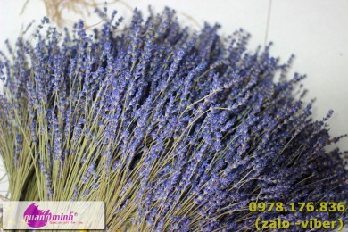 Hoa lavender khô hoa biểu trưng cho sự chung thủy