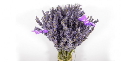 Làm cách nào mua hoa lavender khô TP. HCM