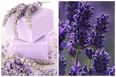 Mua hoa lavender khô để tự tay làm xà phòng handmade