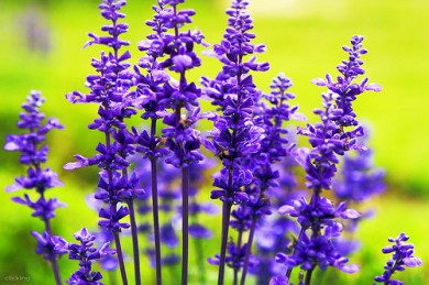 Mua hoa lavender khô TP. HCM: bí ẩn từ những cánh hoa khô