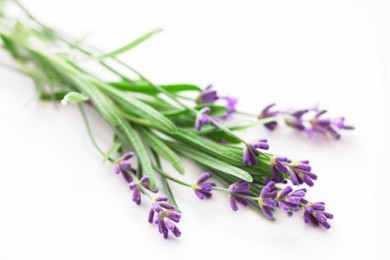 Mua hoa lavender khô TP. HCM tại hoa khô Quang Minh