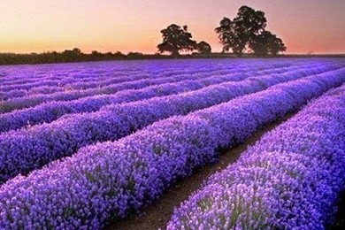 Mua hoa lavender khô và những công dụng thần kỳ mà bạn chưa biết