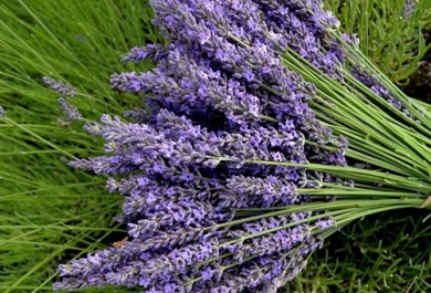 Shop hoa khô lavender HCM uy tín, chất lượng mà bạn nên biết
