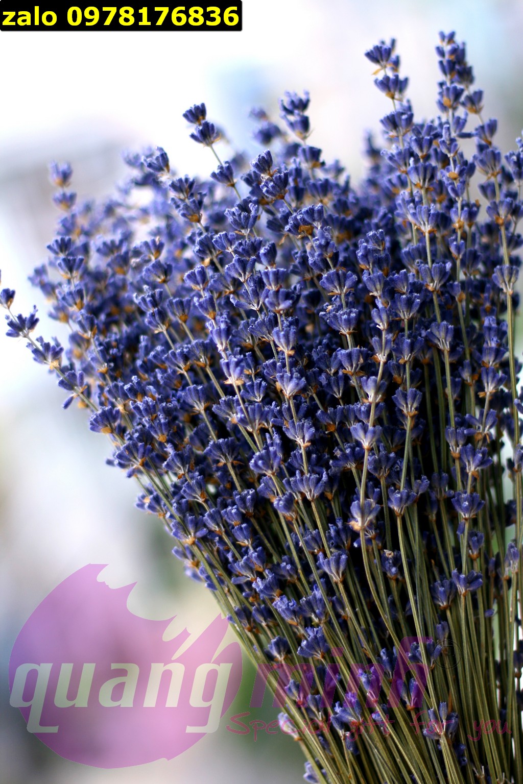 Bó hoa lavender khô