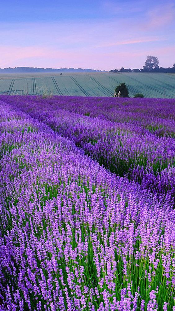 bán hoa lavender khô