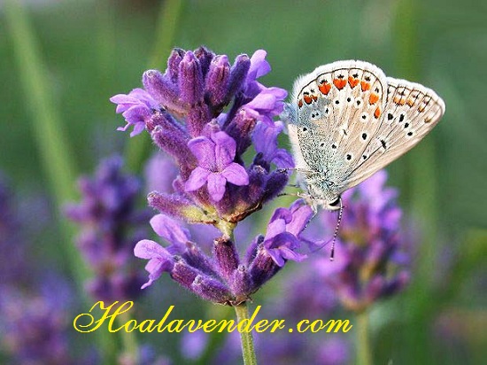 bán sỉ hoa lavender khô
