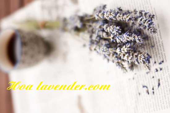 Ban-si-hoa-lavender 2