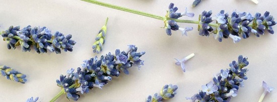 Ban-si-hoa-lavender