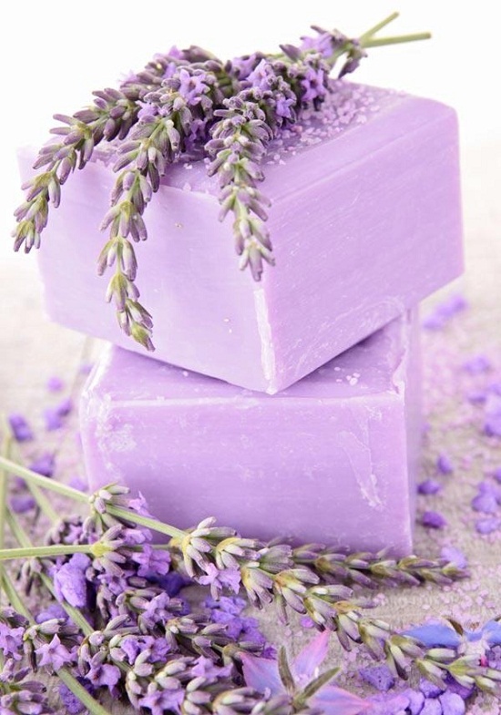 nụ hoa lavender khô
