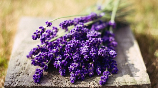 ban-si-hoa-lavender 2