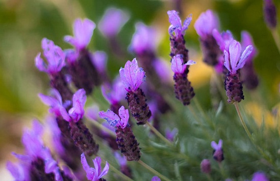 Ban-si-hoa-lavender 2