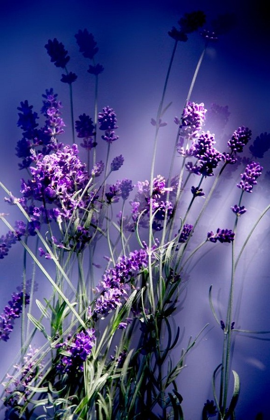 Ban-si-hoa-lavender