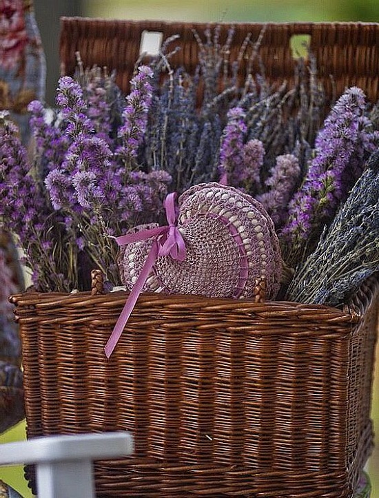 Báo giá bán sỉ hoa Lavender