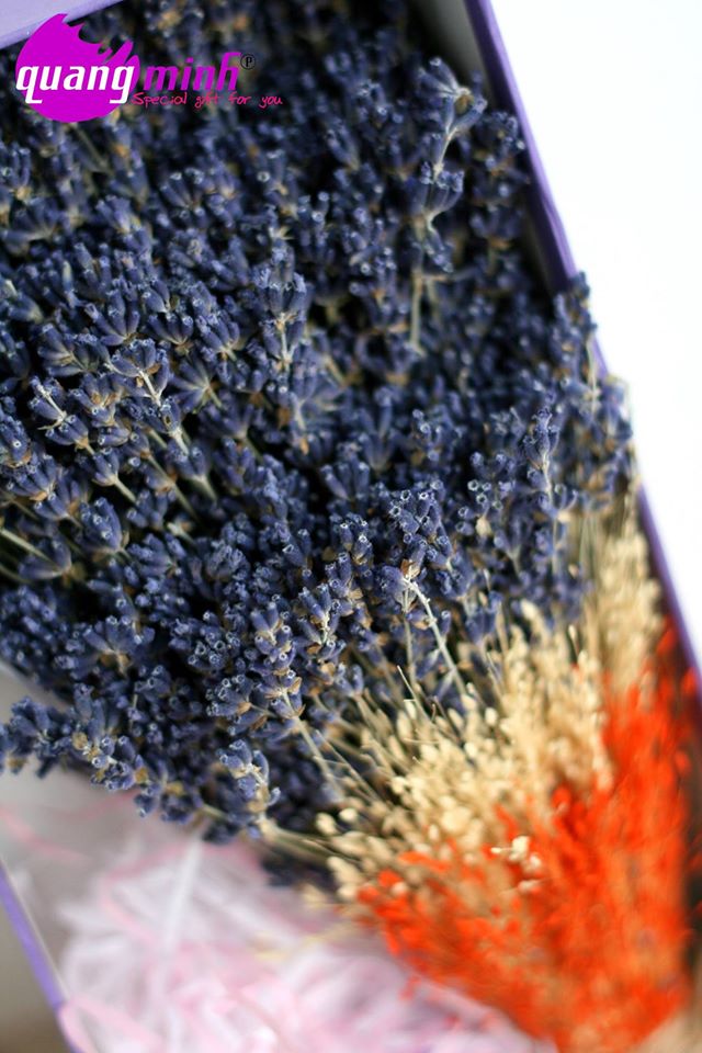 Hoa lavender khô liệu có phù hợp cho phái đẹp ?