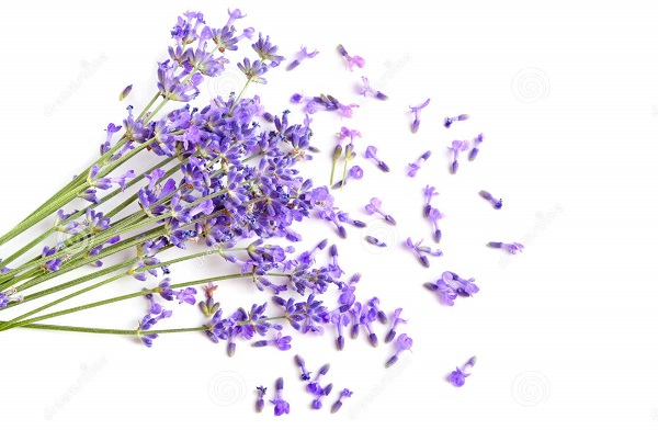 Cách làm bánh ngọt hoa lavender dùng chung với trà