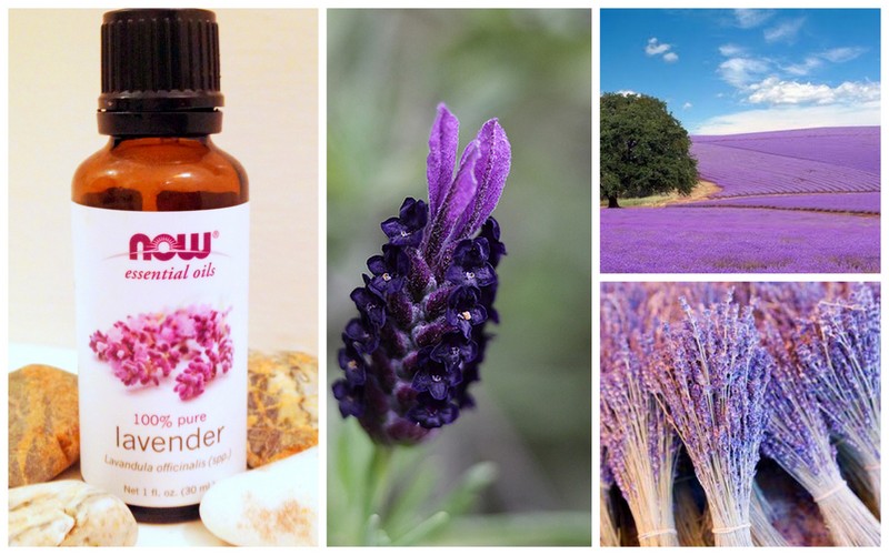 Bí quyết chăm sóc tóc và làn da cháy nắng từ tinh dầu hoa lavender của phụ nữ phương Tây