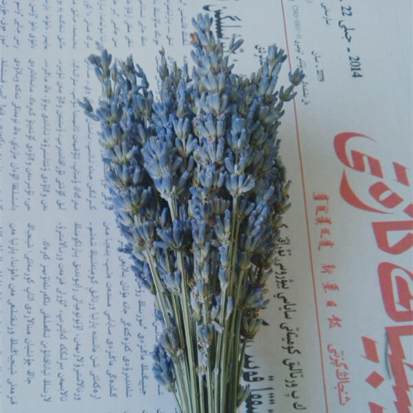 Gợi ý điểm mua hoa lavender khô tphcm giá rẻ bèo
