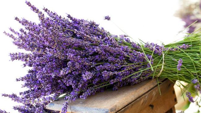 Hoa lavender – Những câu chuyện bây giờ mới biết – Phần 1