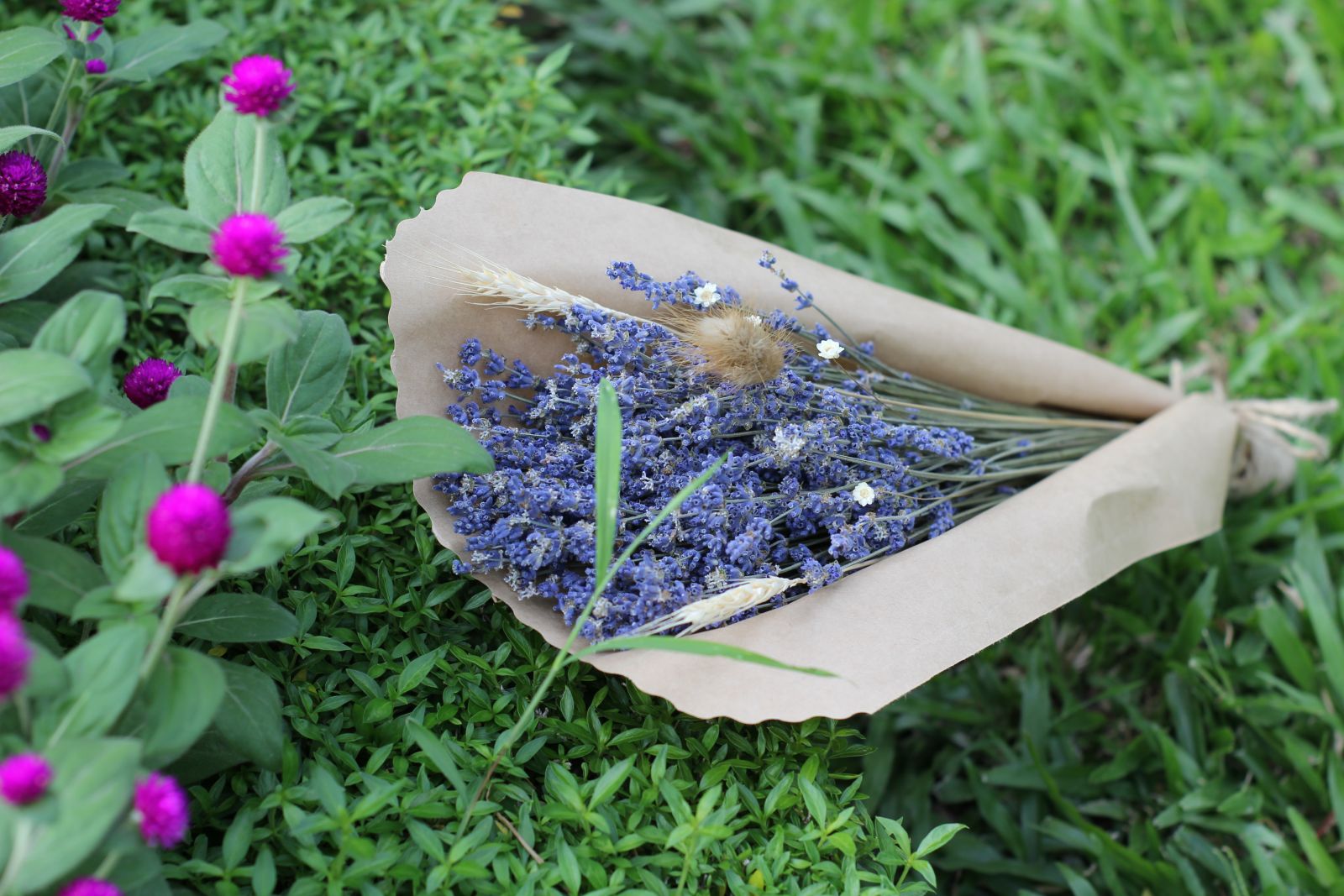 Bán sỉ hoa Lavender Đà Nẵng, sao bạn chưa thử?