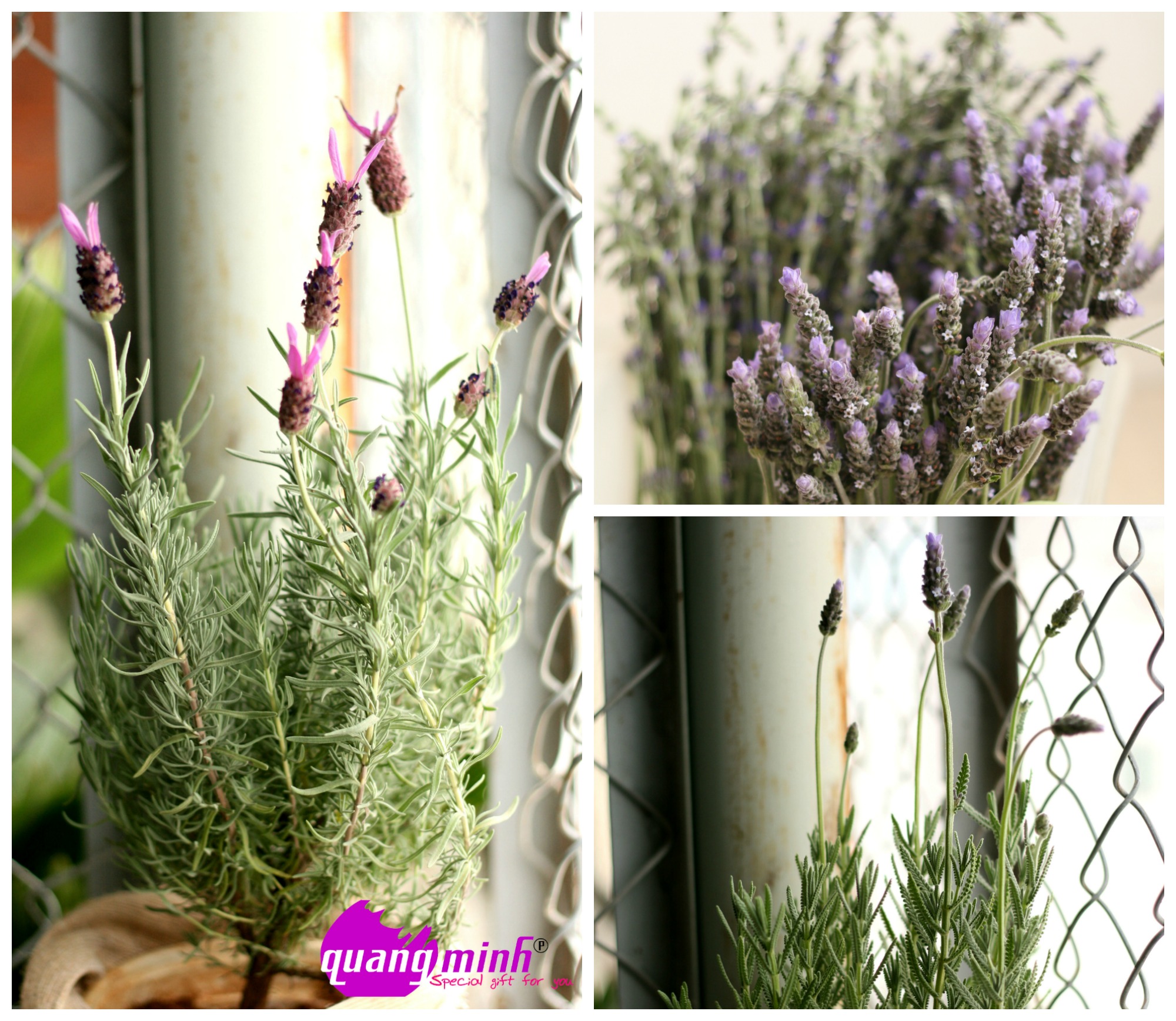 Shopping online nhanh với những mẫu hoa lavender khô Quốc tế phụ nữ đẹp nhất