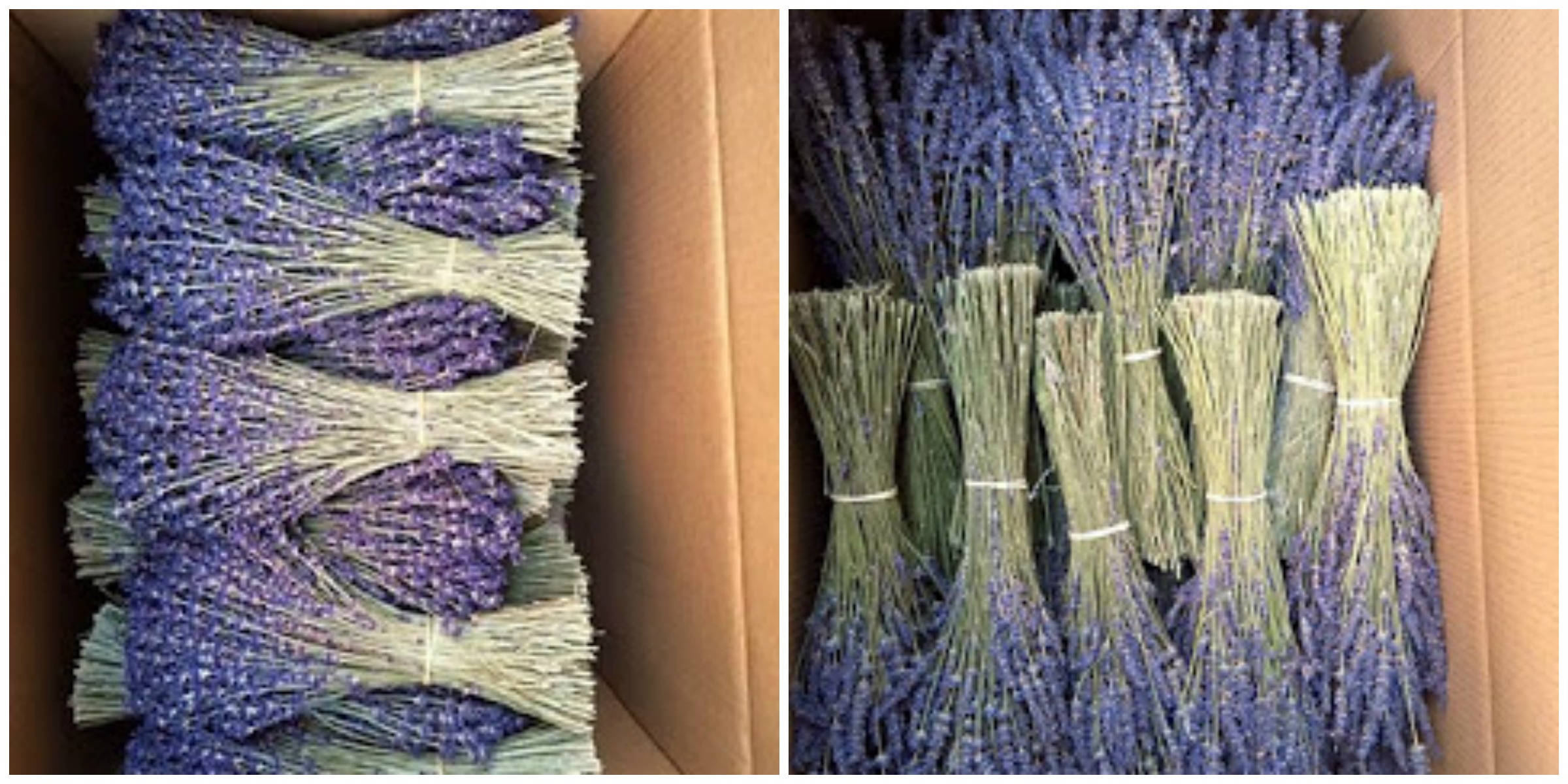 Những kinh nghiệm chơi hoa lavender khô TP.HCM không thể bỏ qua